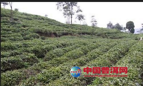 普洱茶