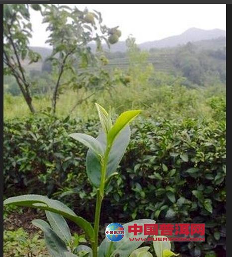 普洱茶