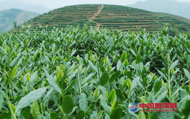 <u><a href='http://www.puer10000.com/puerzhishi/32854.html' target='_blank'>普洱<u><a href='http://www.puer10000.com/puerzhishi/100997.html' target='_blank'>茶</a></u></a></u>