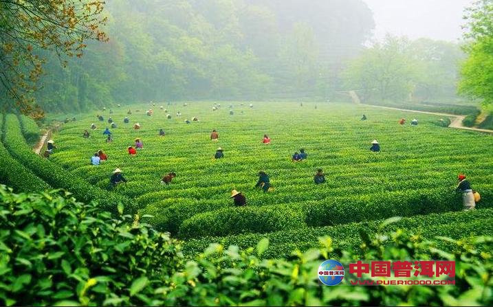 普洱茶