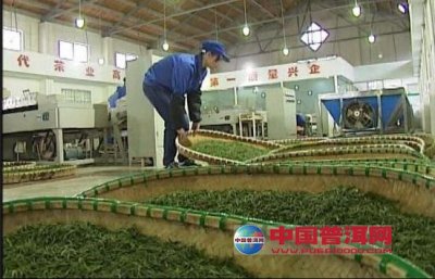 江苏金坛茶叶年产量1100吨