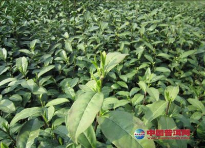 马边茶产业发展“春意盎然”