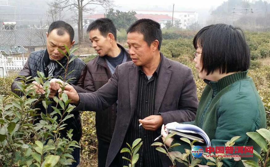 普洱茶