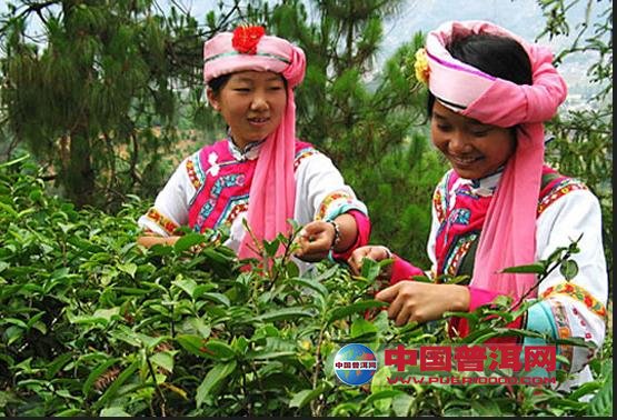 <u><a href='http://www.puer10000.com/puerzhishi/32854.html' target='_blank'>普洱<u><a href='http://www.puer10000.com/puerzhishi/100997.html' target='_blank'>茶</a></u></a></u>