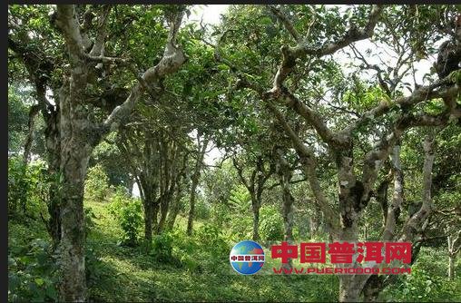 普洱茶
