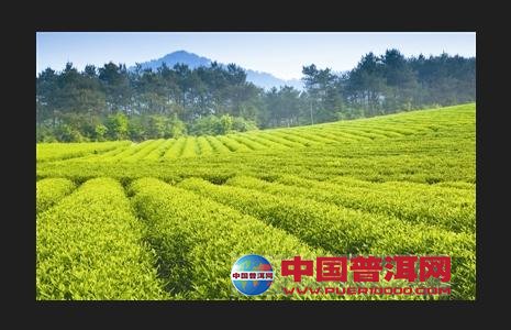 普洱茶
