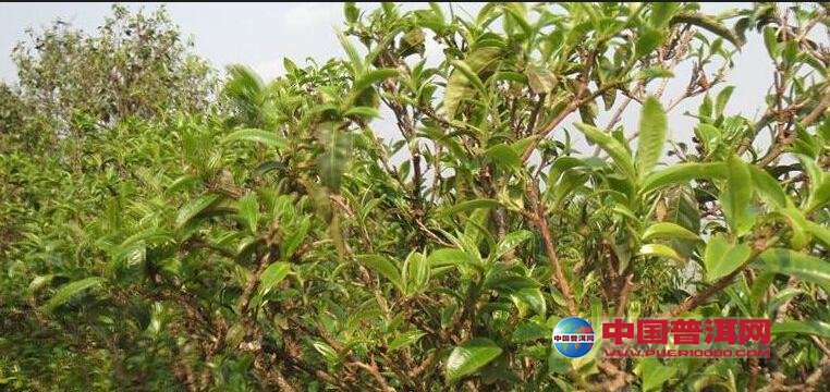 普洱茶
