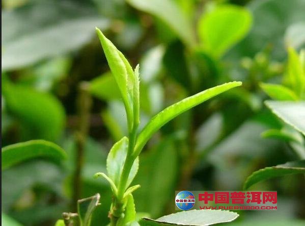 普洱茶