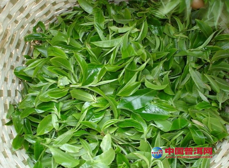 普洱茶