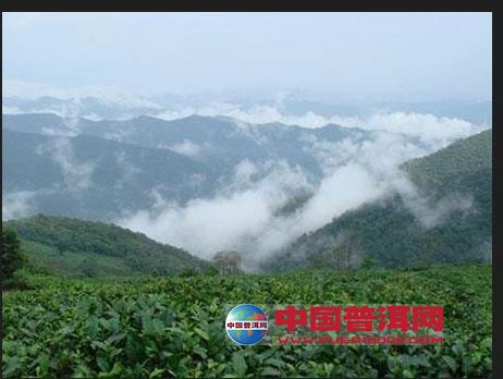普洱茶