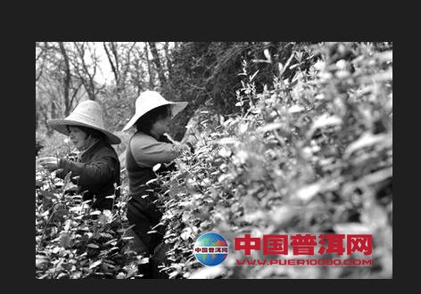 普洱茶