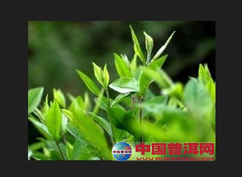 普洱茶