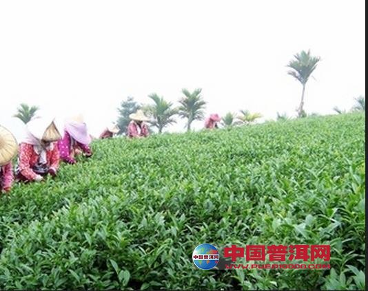 <u><a href='http://www.puer10000.com/puerzhishi/32854.html' target='_blank'>普洱<u><a href='http://www.puer10000.com/puerzhishi/100997.html' target='_blank'>茶</a></u></a></u>