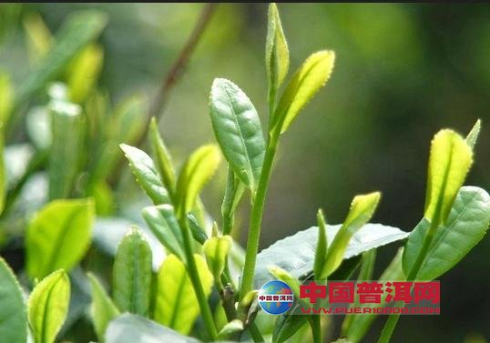 <u><a href='http://www.puer10000.com/puerzhishi/32854.html' target='_blank'>普洱<u><a href='http://www.puer10000.com/puerzhishi/100997.html' target='_blank'>茶</a></u></a></u>