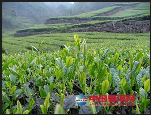 普洱茶