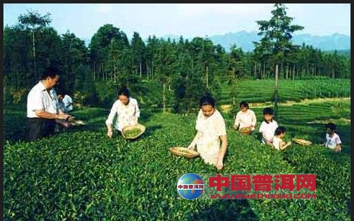 普洱茶
