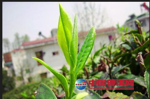 普洱茶