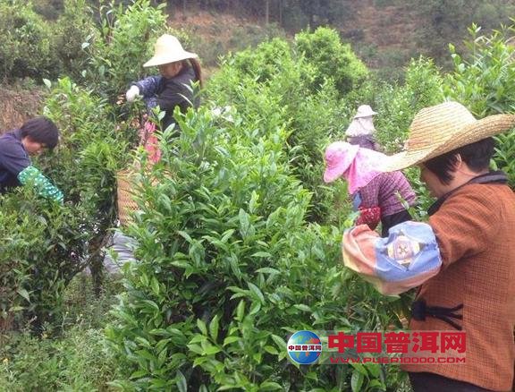 普洱茶
