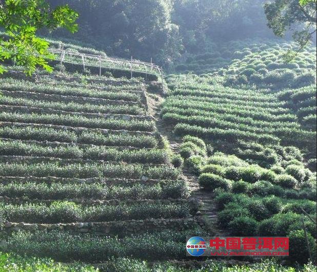 普洱茶
