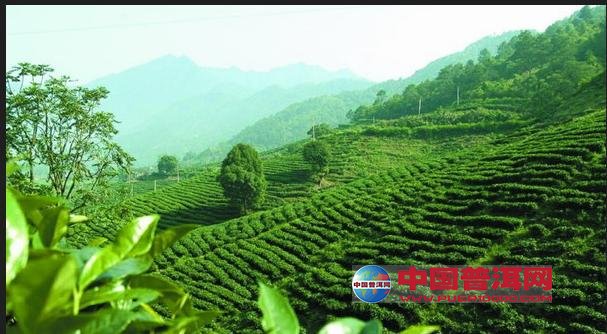 普洱茶