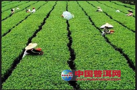 普洱茶