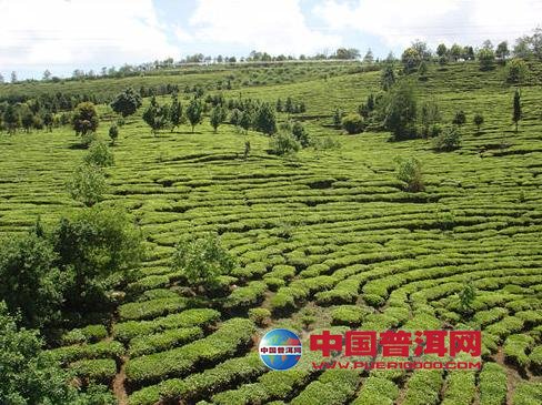 普洱茶