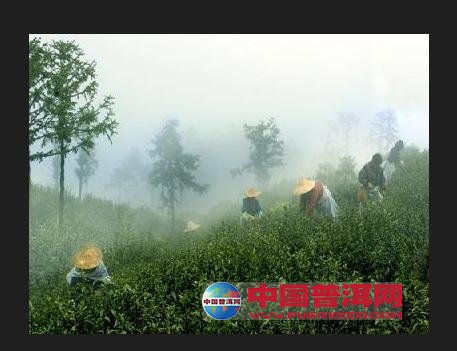 普洱茶