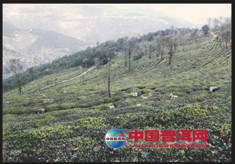 普洱茶