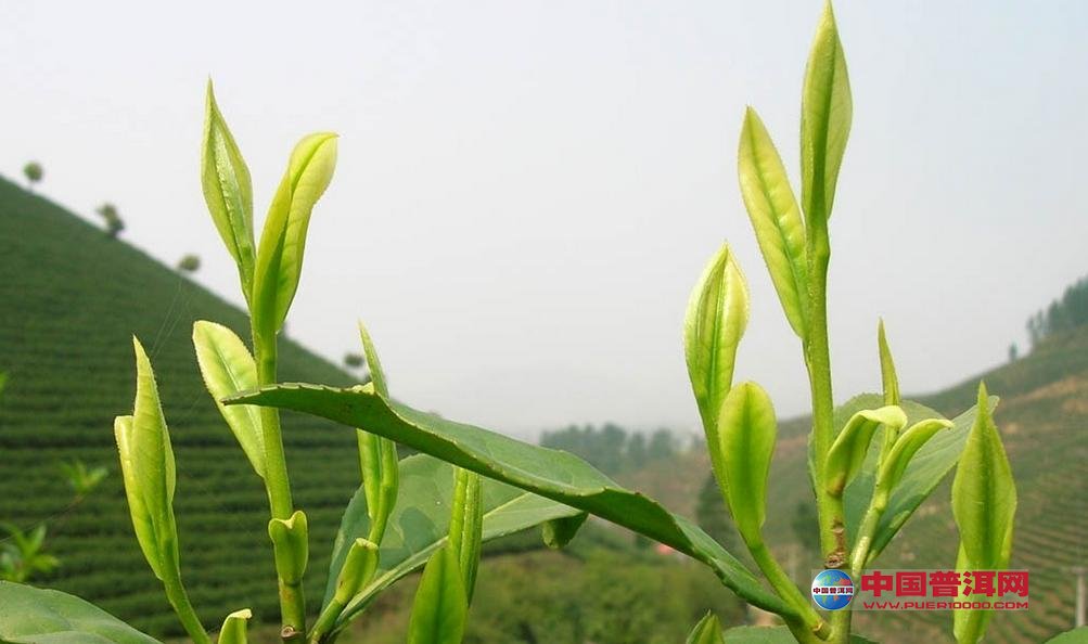 普洱茶