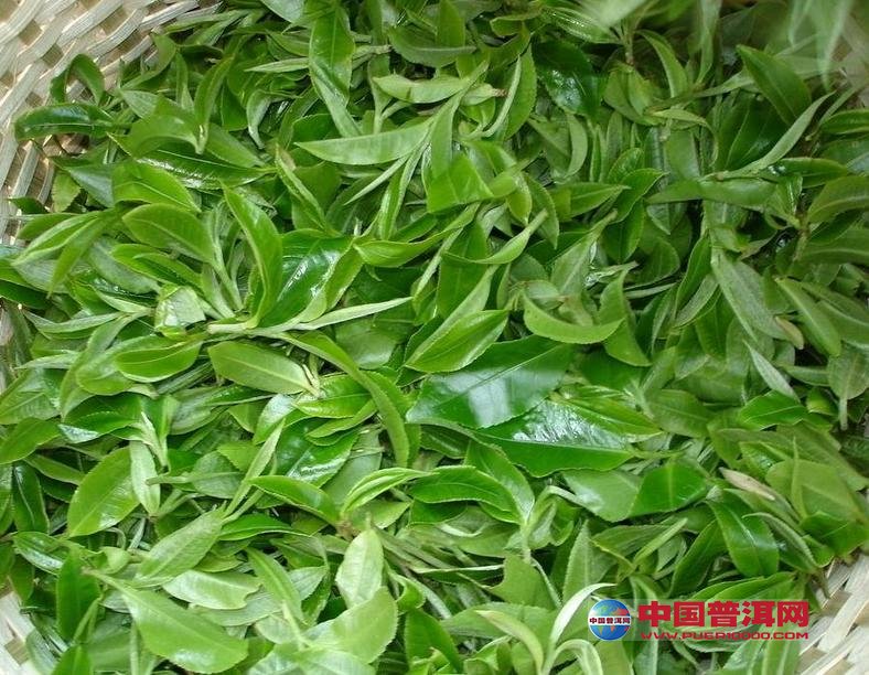 普洱茶
