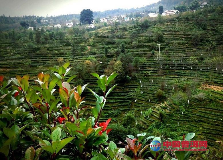 <u><a href='http://www.puer10000.com/puerzhishi/32854.html' target='_blank'>普洱<u><a href='http://www.puer10000.com/puerzhishi/100997.html' target='_blank'>茶</a></u></a></u>