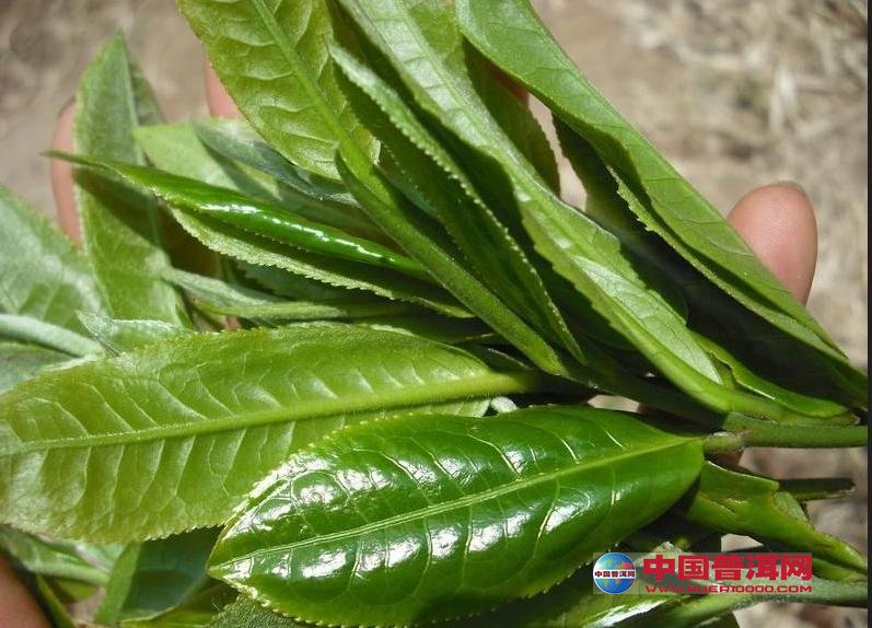 普洱茶