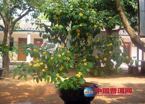 普洱茶