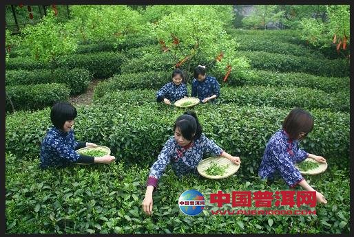 普洱茶