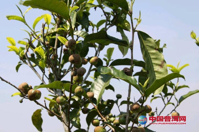 <u><a href='http://www.puer10000.com/puerzhishi/32854.html' target='_blank'>普洱<u><a href='http://www.puer10000.com/puerzhishi/100997.html' target='_blank'>茶</a></u></a></u>