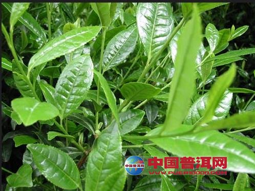 <u><a href='http://www.puer10000.com/puerzhishi/32854.html' target='_blank'>普洱<u><a href='http://www.puer10000.com/puerzhishi/100997.html' target='_blank'>茶</a></u></a></u>