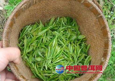 <u><a href='http://www.puer10000.com/puerzhishi/32854.html' target='_blank'>普洱<u><a href='http://www.puer10000.com/puerzhishi/100997.html' target='_blank'>茶</a></u></a></u>