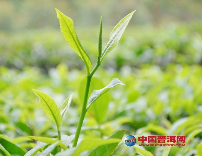 普洱茶