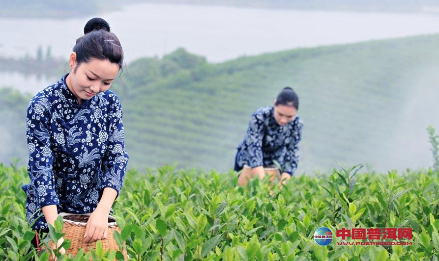<u><a href='http://www.puer10000.com/puerzhishi/32854.html' target='_blank'>普洱<u><a href='http://www.puer10000.com/puerzhishi/100997.html' target='_blank'>茶</a></u></a></u>