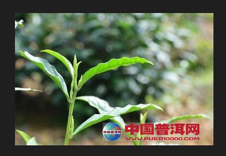 <u><a href='http://www.puer10000.com/puerzhishi/32854.html' target='_blank'>普洱<u><a href='http://www.puer10000.com/puerzhishi/100997.html' target='_blank'>茶</a></u></a></u>