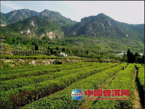 普洱茶