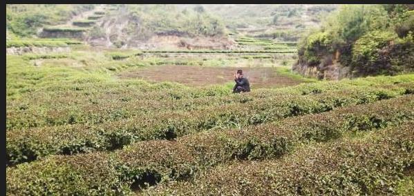 普洱茶