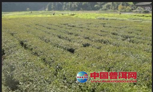 普洱茶