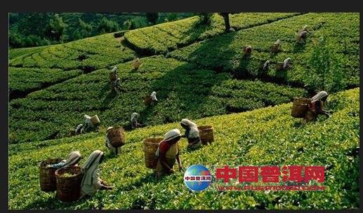 普洱茶