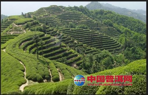 普洱茶