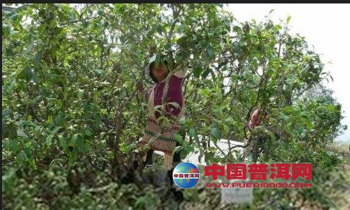 <u><a href='http://www.puer10000.com/puerzhishi/32854.html' target='_blank'>普洱<u><a href='http://www.puer10000.com/puerzhishi/100997.html' target='_blank'>茶</a></u></a></u>