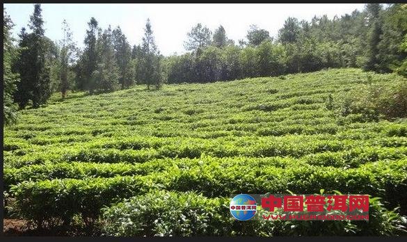 普洱茶