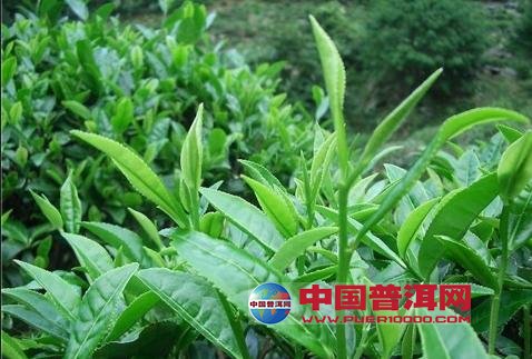 普洱茶