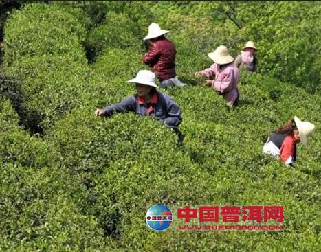 普洱茶