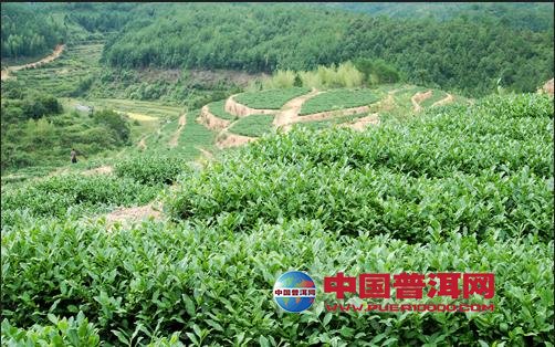 普洱茶